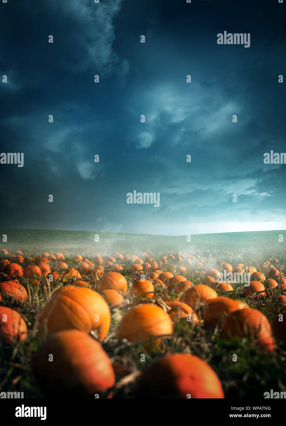 Un losco e nebbioso zucca di Halloween campo sullo sfondo del paesaggio al crepuscolo. Foto composite. Foto Stock