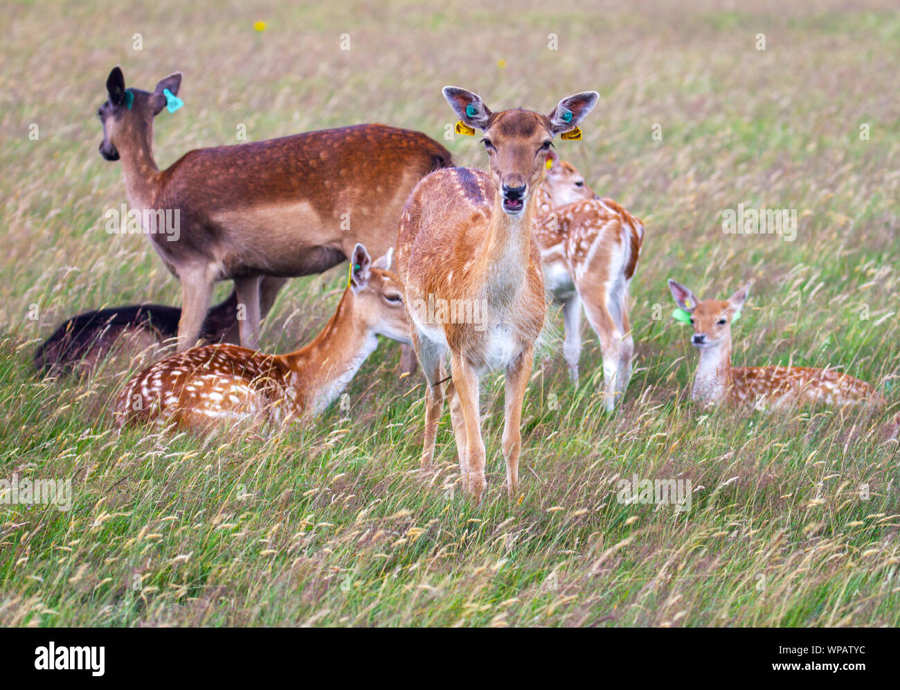 Daino selvatico "Dama dama" nel Phoenix Park, Dublino, Irlanda, Europa. Una femmina rivolta in avanti con divertenti etichette auricolari Foto Stock