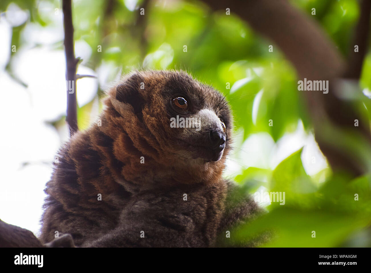 La mangusta lemur (il Eulemur mongoz) gratis in Madagascar foresta. Piccolo primate nella famiglia Lemuridae. Ritratto di wild mongoose lemur, Africa, 2019. Foto Stock
