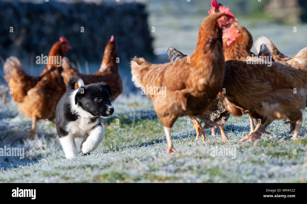 Giovani Cuccioli Collie nella formazione in quanto essi stanno lavorando senza intervallo galline. North Yorkshire, Regno Unito. Foto Stock