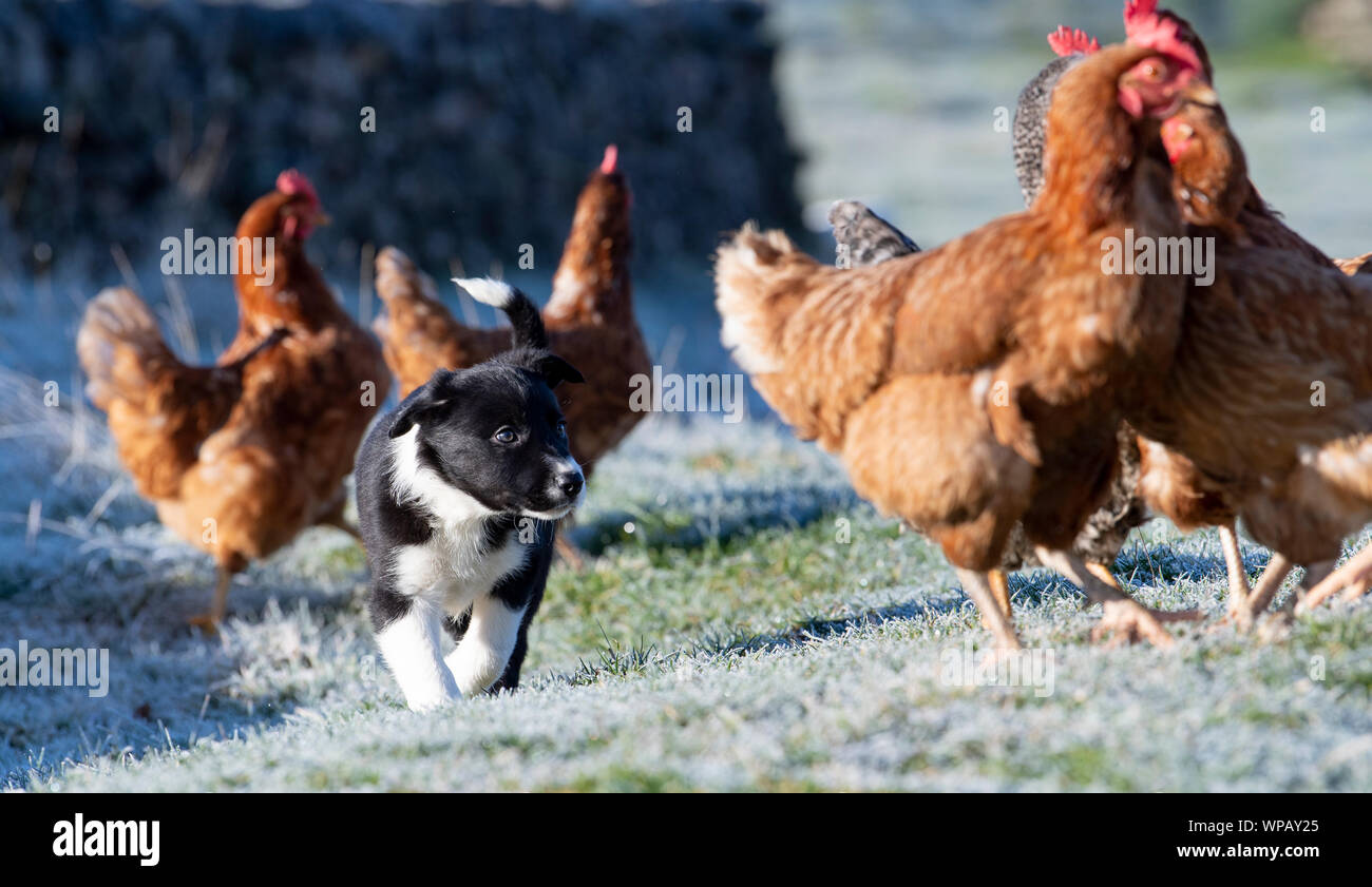 Giovani Cuccioli Collie nella formazione in quanto essi stanno lavorando senza intervallo galline. North Yorkshire, Regno Unito. Foto Stock