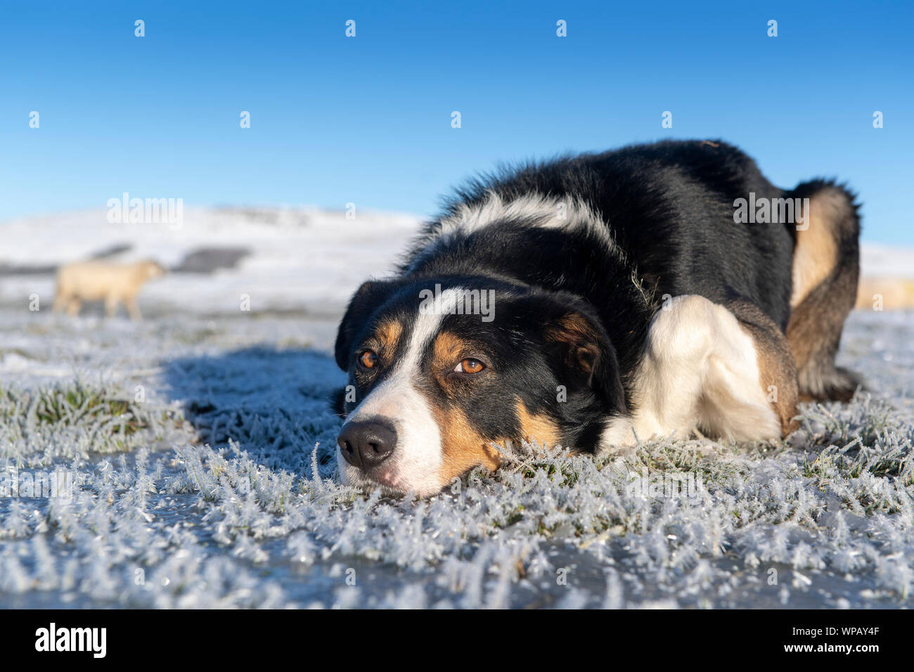Close up di un Border Collie sheepdog prevista sul coperto di brina terra in attesa di un comando. North Yorkshire, Regno Unito. Foto Stock