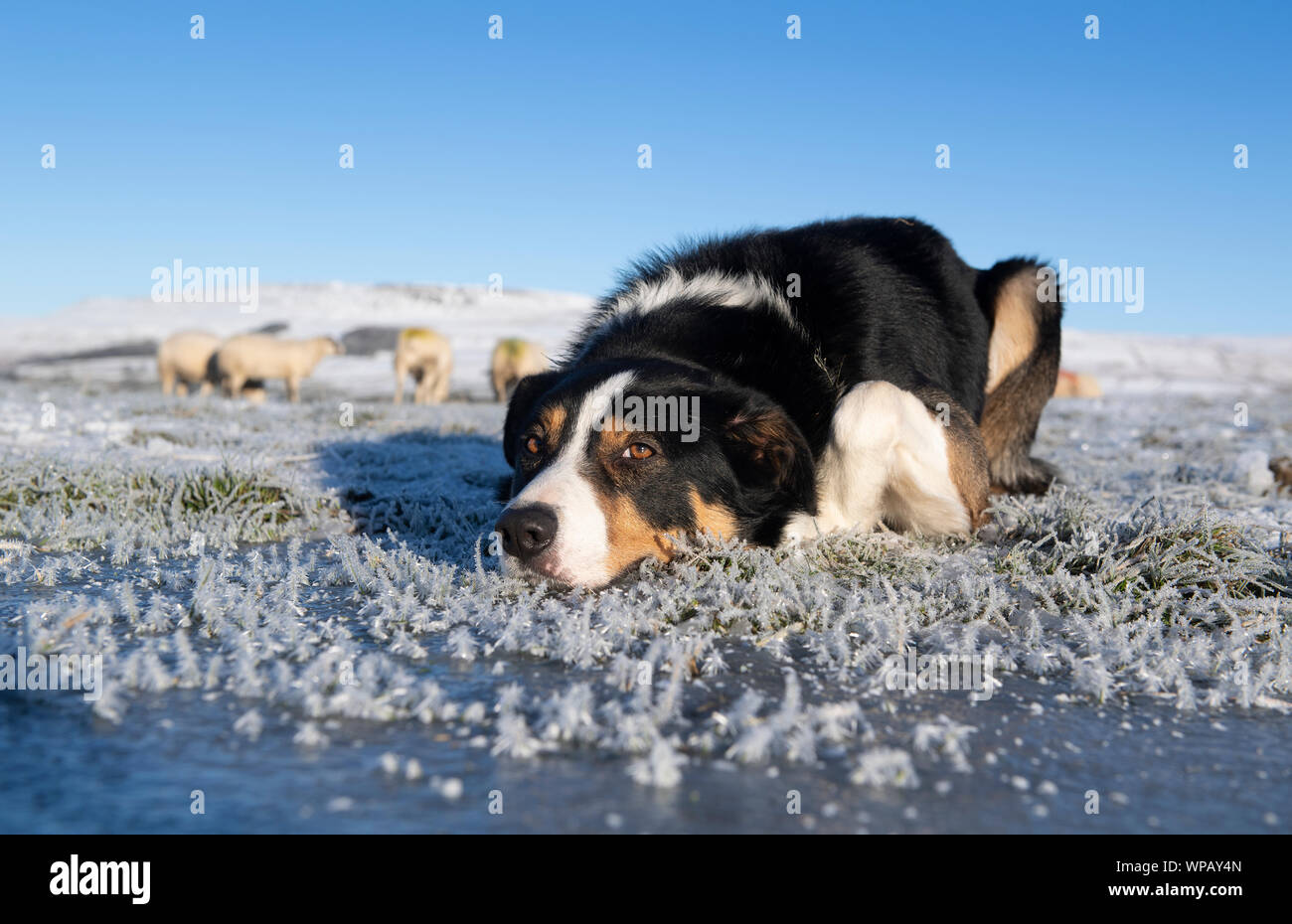 Close up di un Border Collie sheepdog prevista sul coperto di brina terra in attesa di un comando. North Yorkshire, Regno Unito. Foto Stock