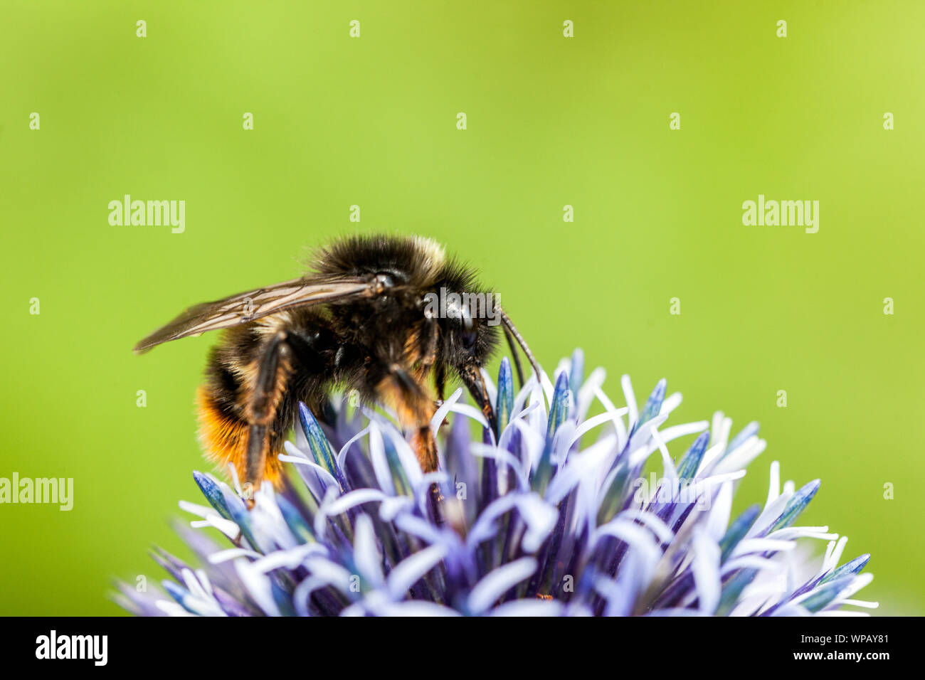 Bumblebee alimentazione nettare bumblebee su fiore, primo piano Blue Globe Thistle Foto Stock