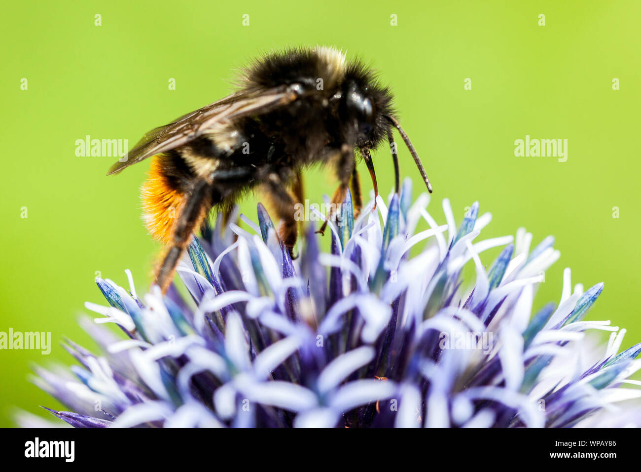 Bumblebee raccolta nettare Bombus lapidarius sul fiore, primo piano Blue Globe Thistle Foto Stock