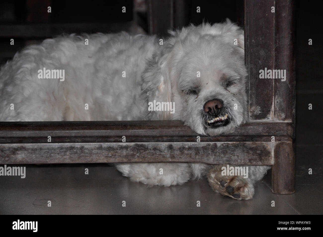 Un arrabbiato cane dorme sotto una sedia in Guangzhou - Cina Foto Stock