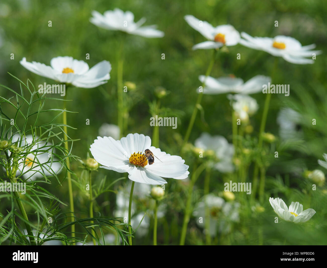 Cosmo bianco fiori in un giardino estivo con una visita a Honey Bee Foto Stock