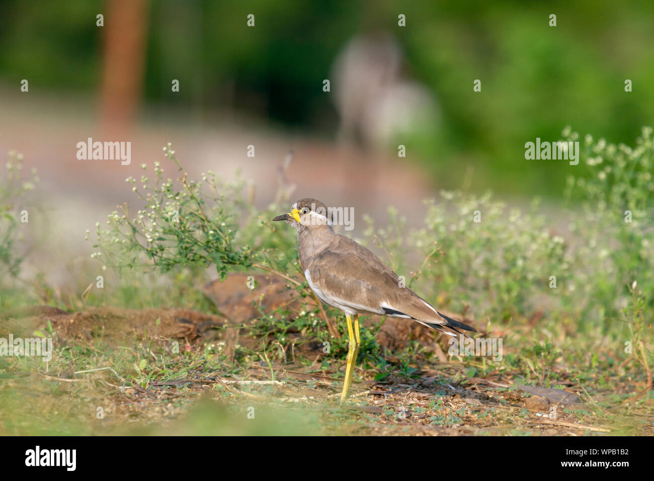 Giallo-wattled Pavoncella o Vanellus malabaricus in Pune, Maharashtra, India Foto Stock