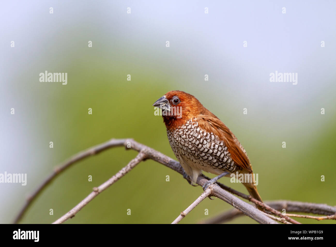 Squamosa-breasted munia o spotted munia (Lonchura punctulata) in i Ghati occidentali vicino a Pune, Maharashtra, India. Foto Stock