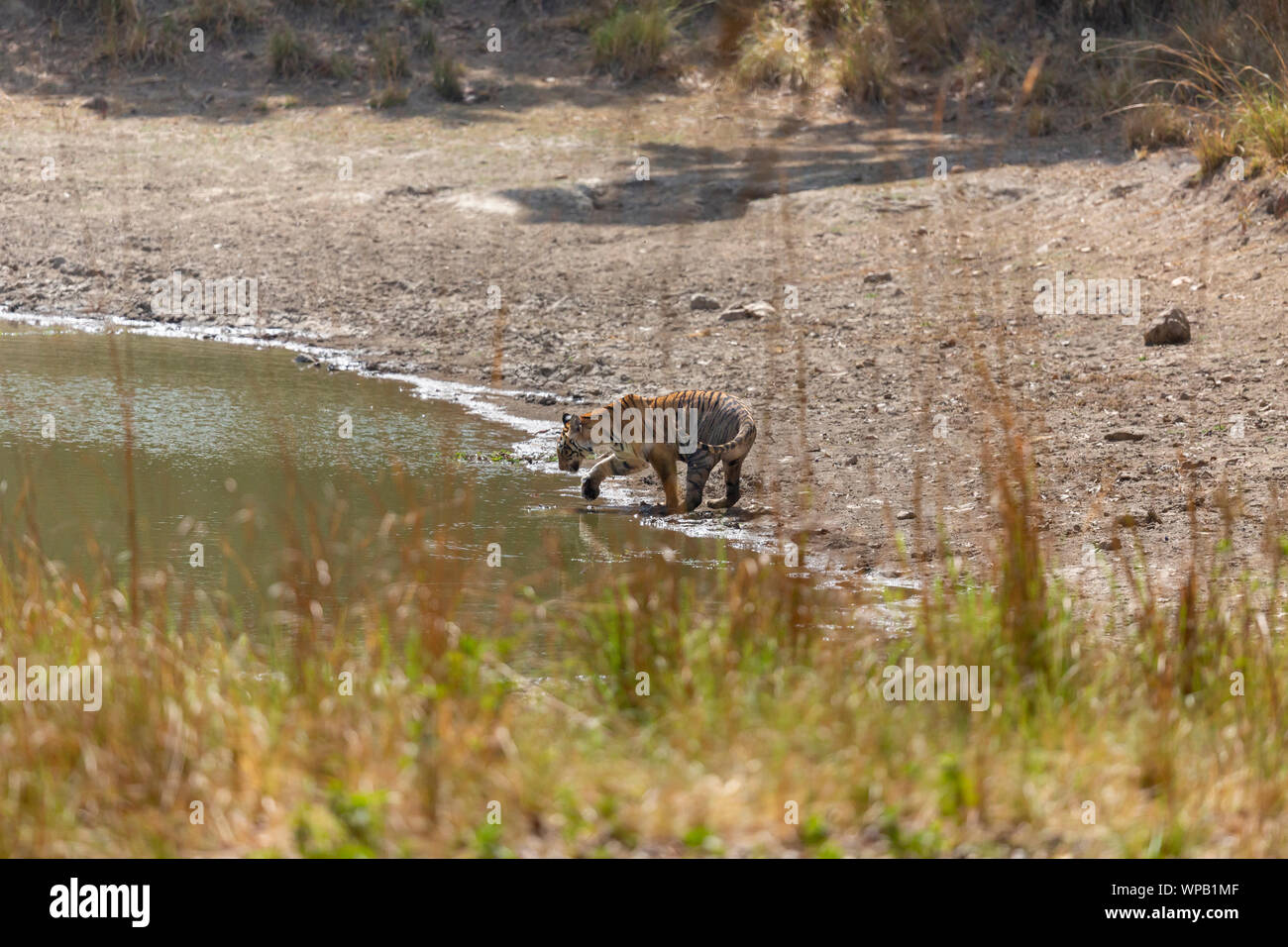 Royal tigre del Bengala o Panthera Tigris Tigris roaming nel Parco Nazionale di Kanha Madhya Pradesh India centrale Foto Stock