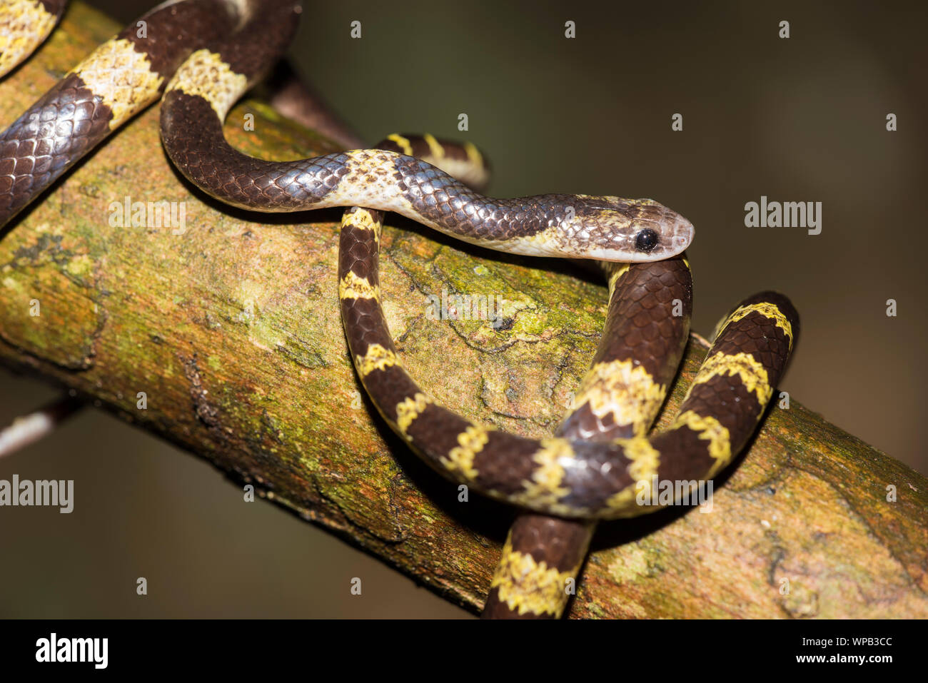 Briglia comune serpente (Lycodon davisonii) Kaeng Krachan NP Thailandia Foto Stock