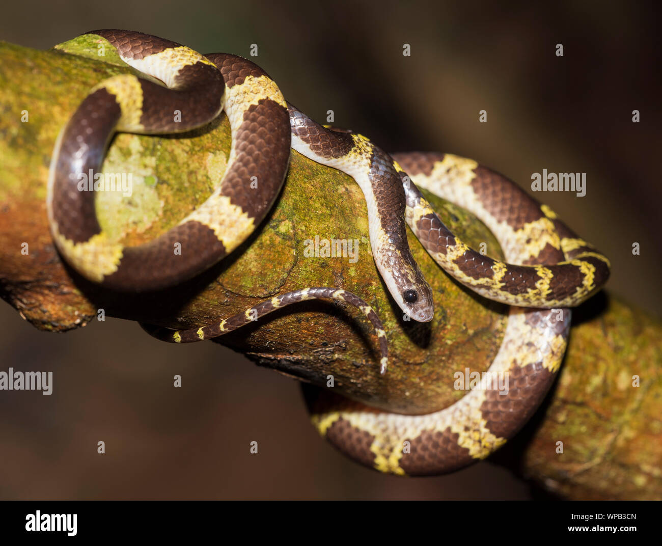 Briglia comune serpente (Lycodon davisonii) Kaeng Krachan NP Thailandia Foto Stock