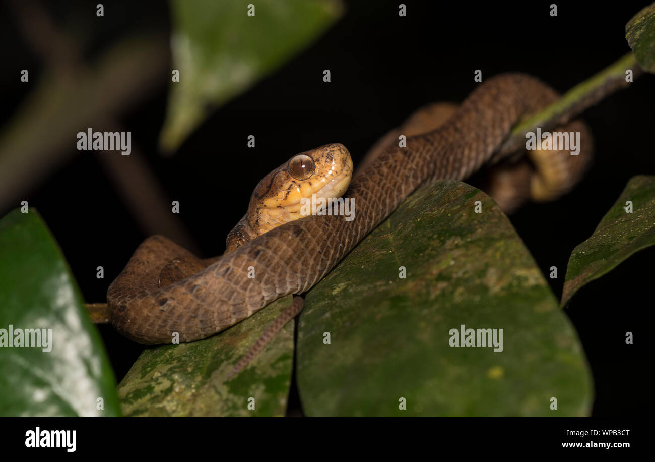 Keeled Slug-eating Snake (Pareas carinatus) in una struttura ad albero nella foresta pluviale di Phuket, Tailandia. Foto Stock