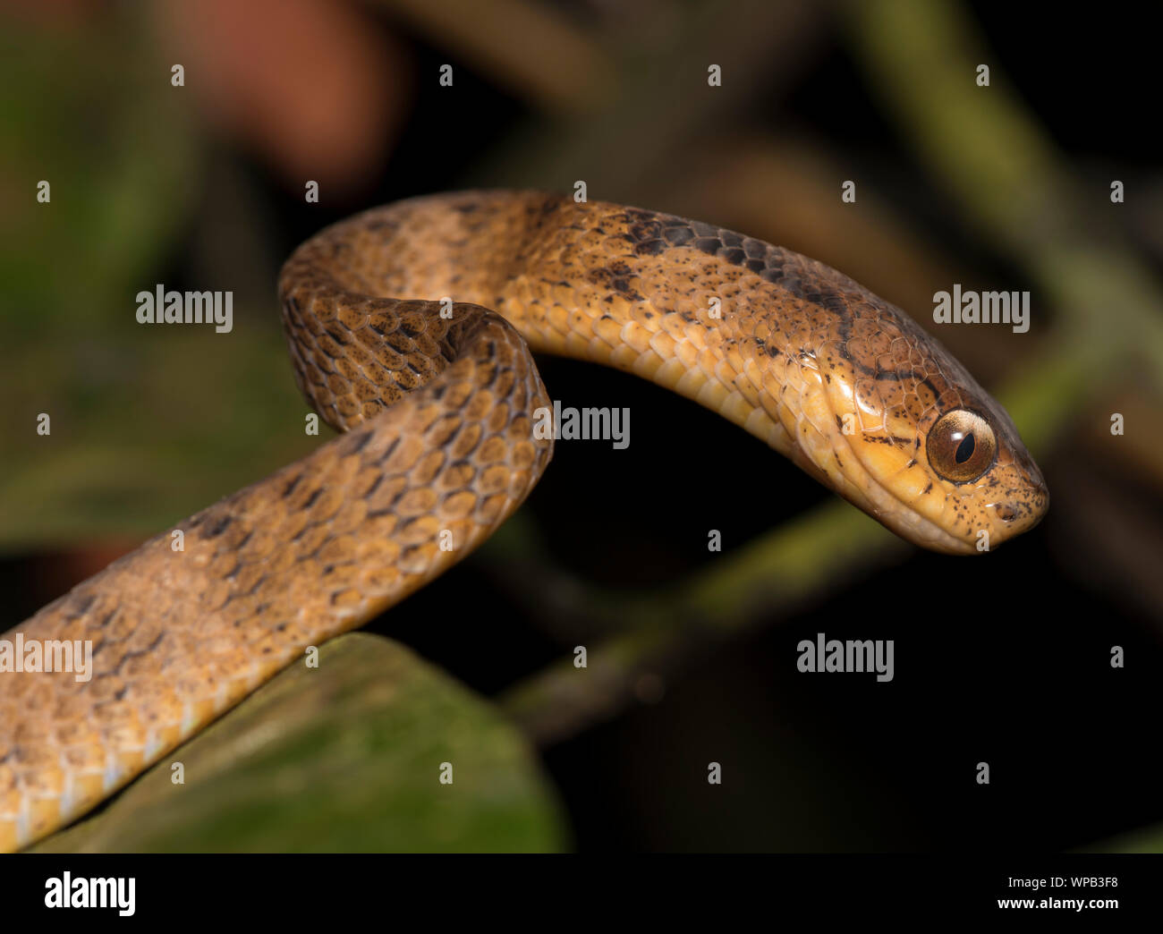 Keeled Slug-eating Snake (Pareas carinatus) in una struttura ad albero nella foresta pluviale di Phuket, Tailandia. Foto Stock