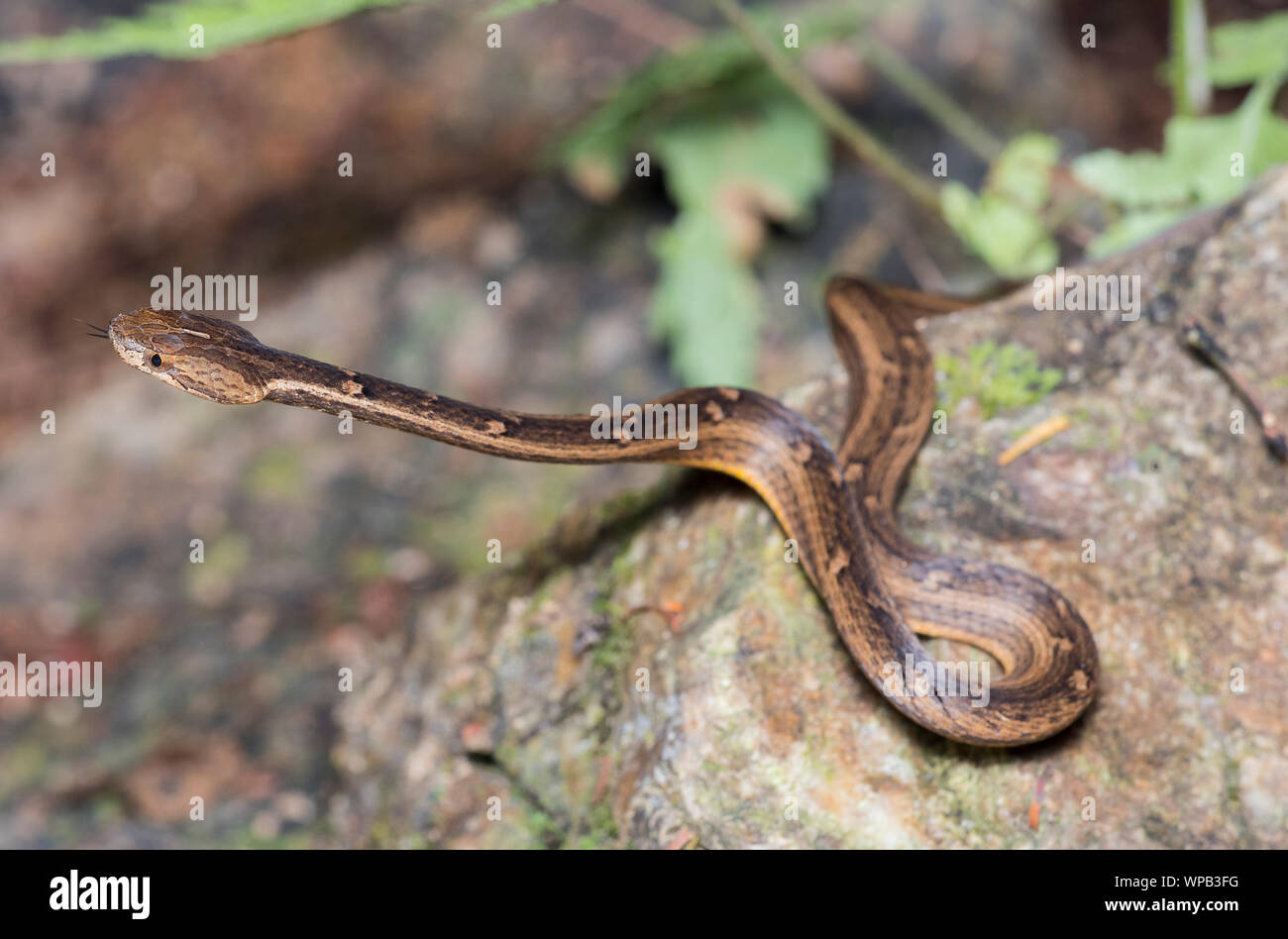 Simulazioni comune Viper (Psammodynastes pulverulentus) su una roccia sul suolo della foresta pluviale di Phuket Thailandia. Foto Stock