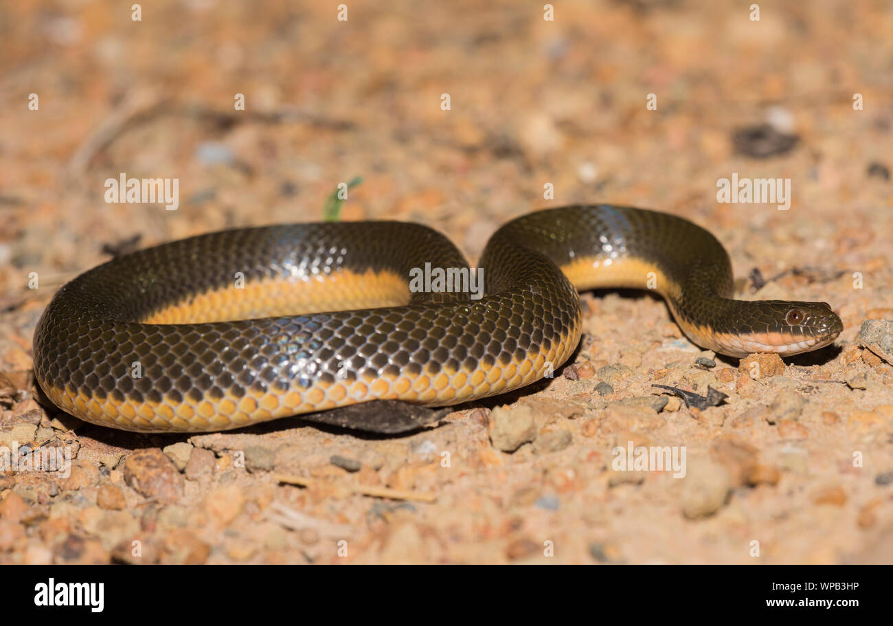 La risaia Snake (Enhydris plumbea) su un sentiero di ghiaia in Thailandia. Foto Stock