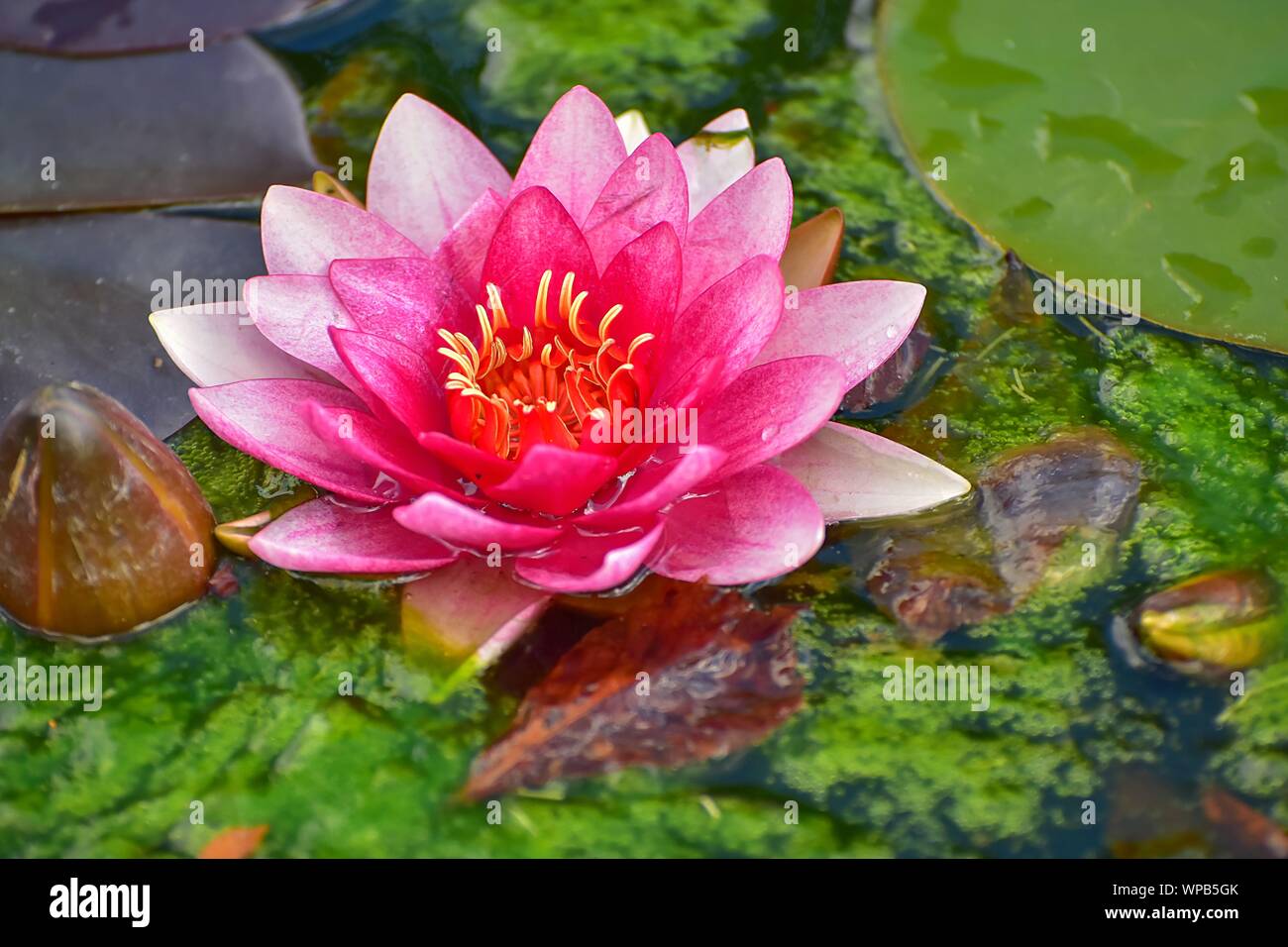 Splendida fioritura rosso acqua giglio fiore di loto con foglie verdi in stagno Foto Stock