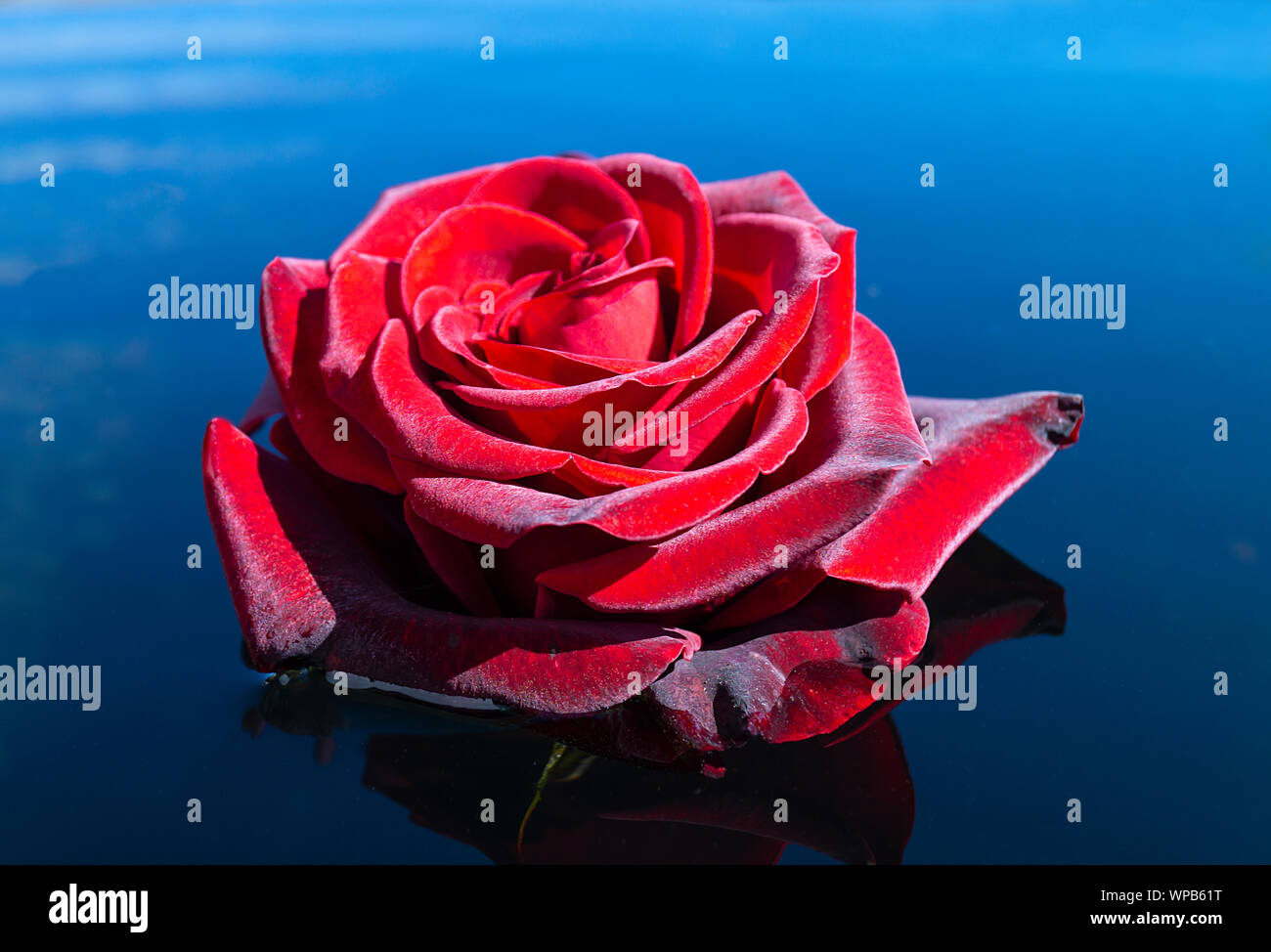 Red Rose su superfici di acqua blu a energia solare di giorno in estate Foto Stock
