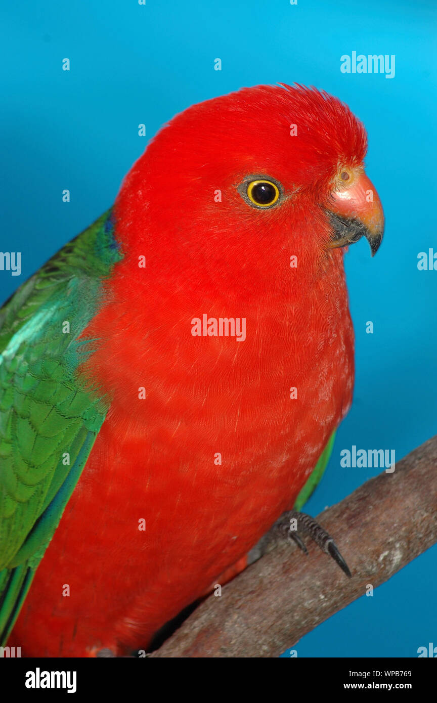 Pappagallo della foresta australiana immagini e fotografie stock ad alta risoluzione Alamy