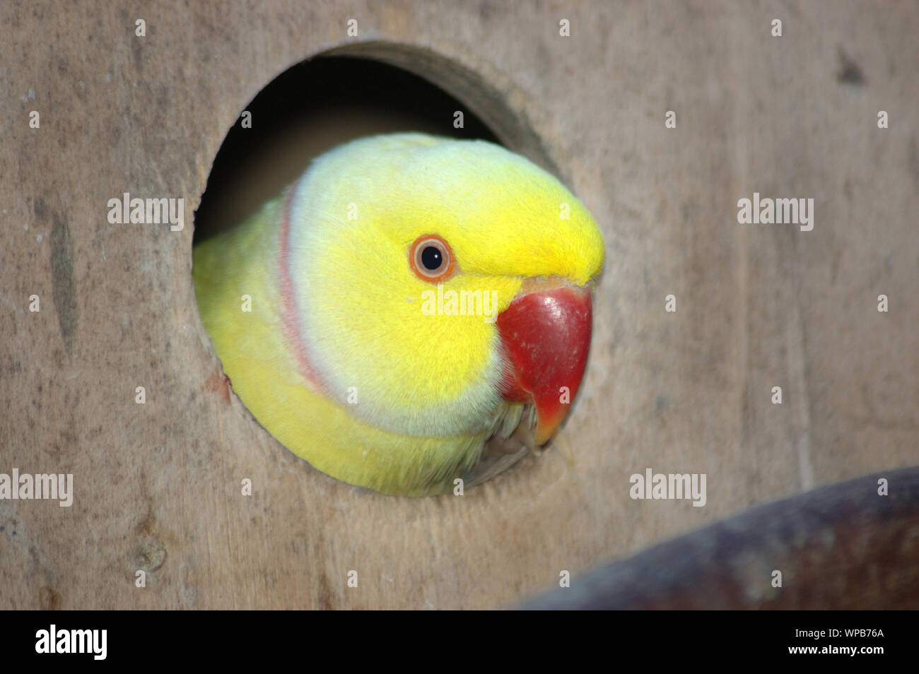 Indian ringneck parrot nella casella di nesting Foto Stock