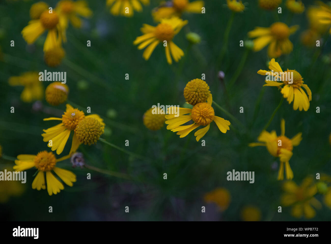 Fiori gialli che soffiano nel vento. Foto Stock