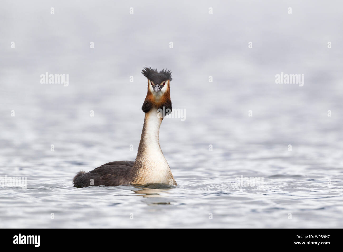 Australasian crested grebe Podiceps cristatus, adulti, piscina di acqua dolce, Lago Te Anau, South Island, in Nuova Zelanda, Novembre Foto Stock