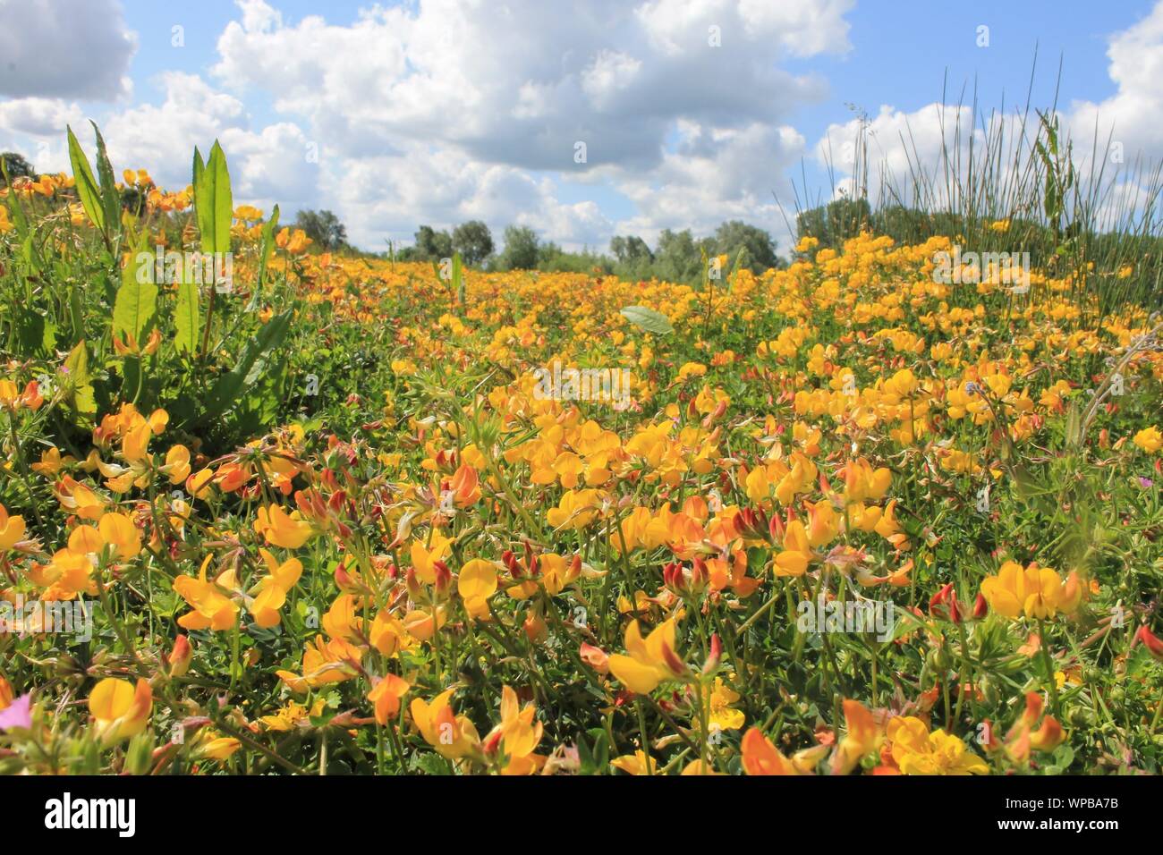 Fiori gialli di trifoglio piede-uccello (loto corniculatus) sotto un cielo blu Foto Stock