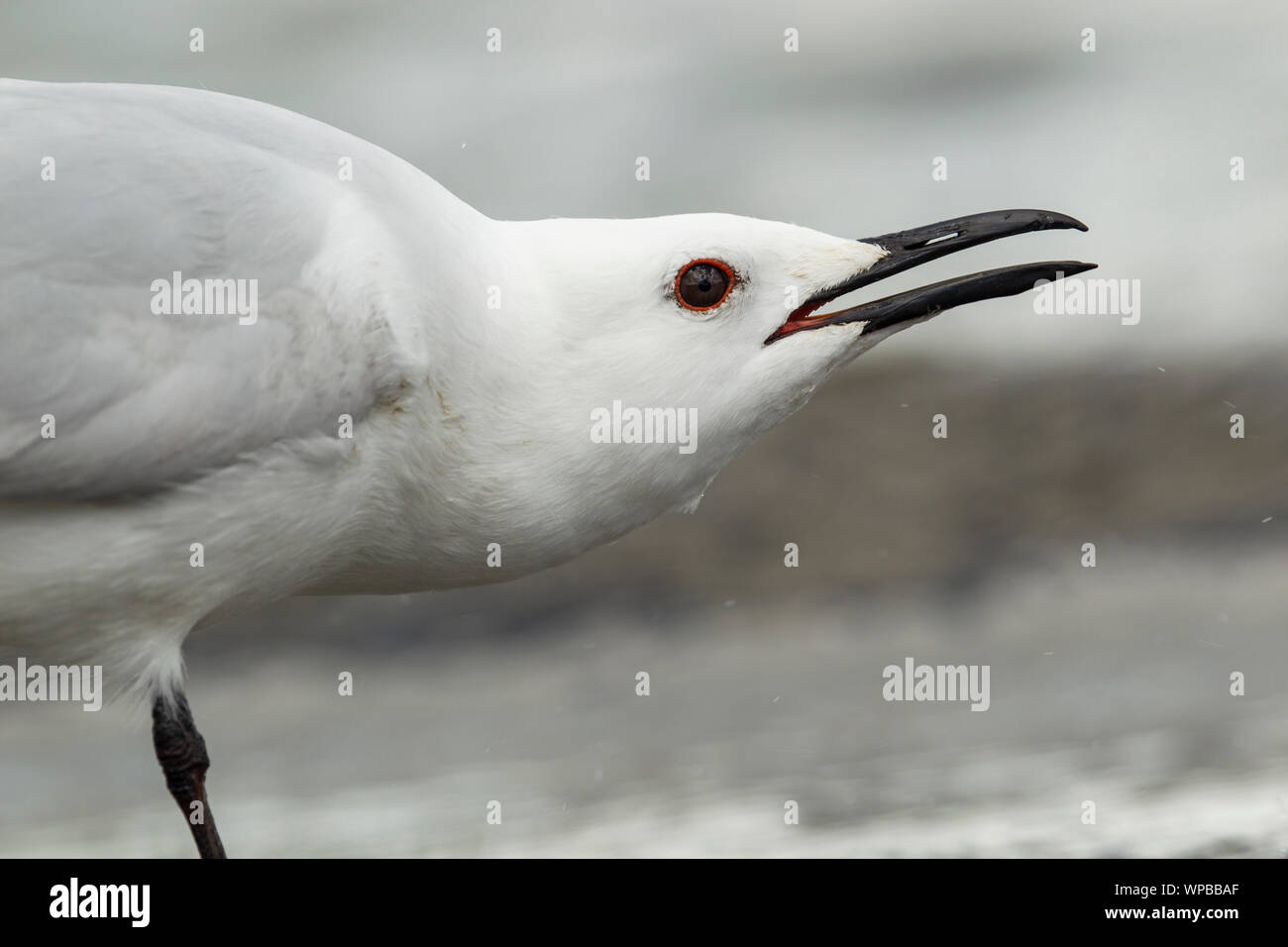 Nero-fatturati Gull Chroicocephalus bulleri, chiamando, Lago Te Anau, Nuova Zelanda, Novembre Foto Stock