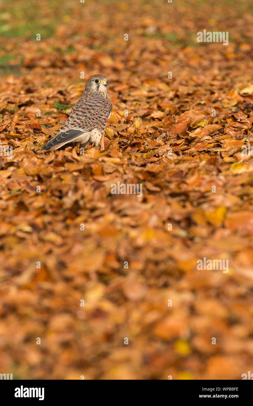 Comune di Gheppio Falco tinnunculus (prigioniero), femmina, in piedi in faggio foglie, Hawk Conservancy Trust, Hampshire, Regno Unito, ottobre Foto Stock