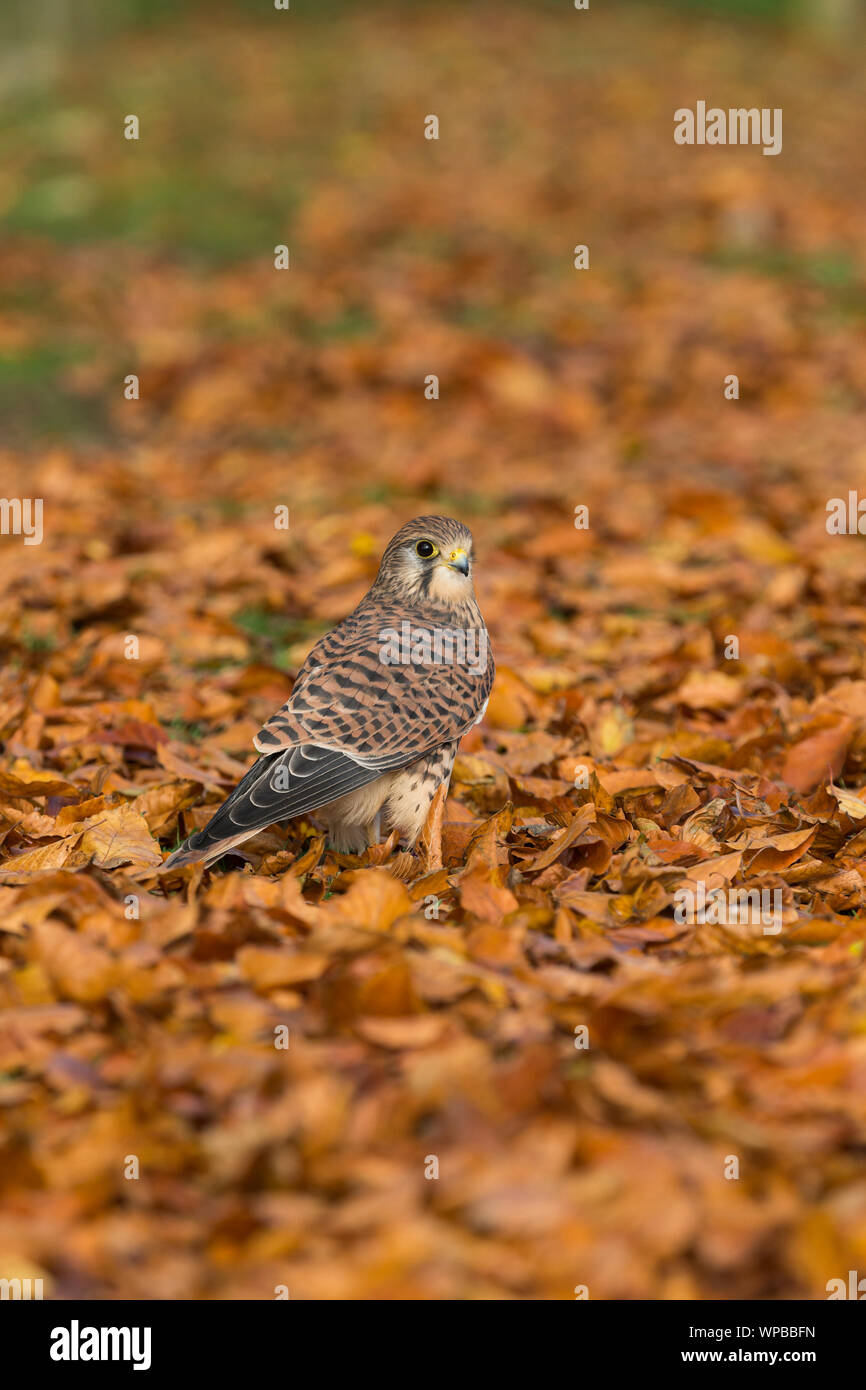 Comune di Gheppio Falco tinnunculus (prigioniero), femmina, in piedi in faggio foglie, Hawk Conservancy Trust, Hampshire, Regno Unito, ottobre Foto Stock