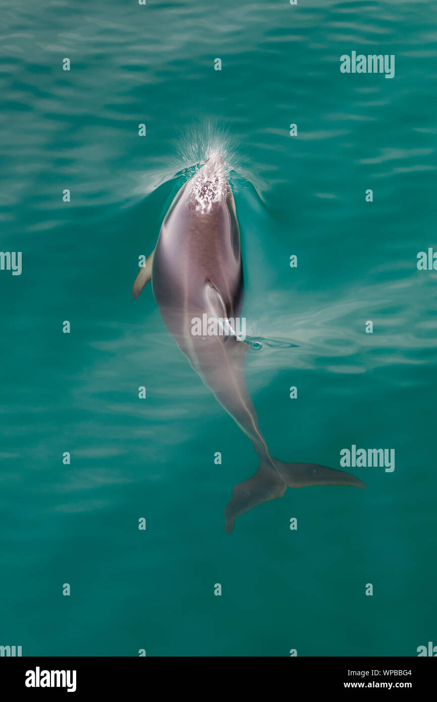 Delfino dusky Lagenorhynchus obscurus, adulto, nuoto, vicino a Kaikoura, South Island, in Nuova Zelanda, Novembre Foto Stock
