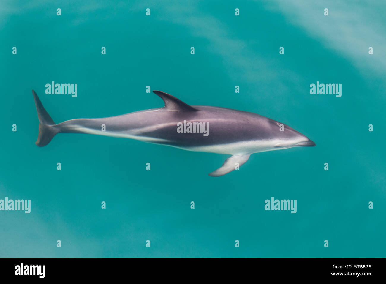 Delfino dusky Lagenorhynchus obscurus, adulto, nuoto, vicino a Kaikoura, South Island, in Nuova Zelanda, Novembre Foto Stock