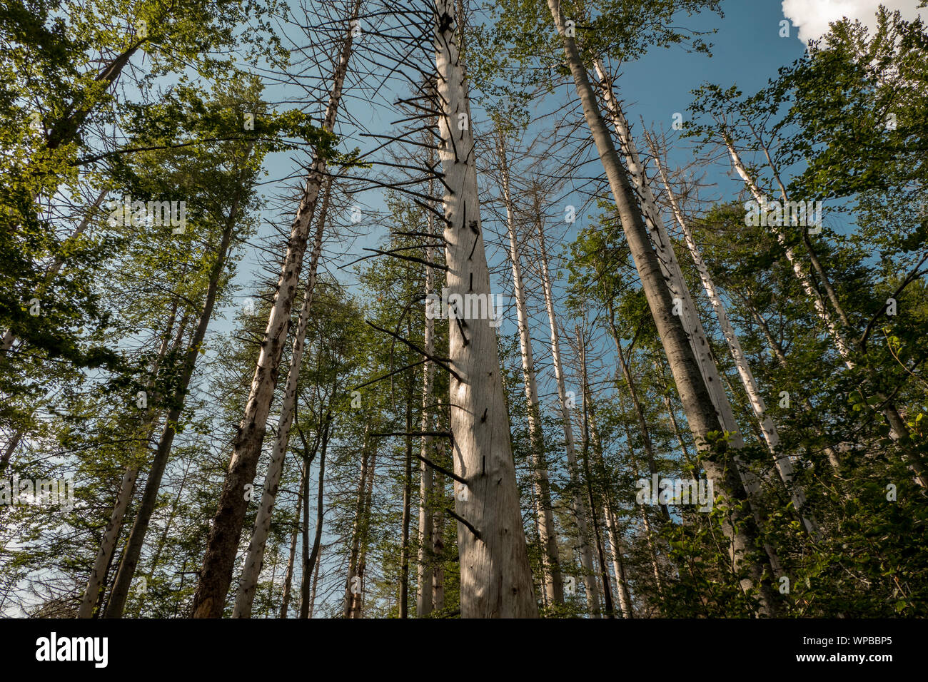 Invasione del bostrico distrugge parco nazionale di alberi Foto Stock