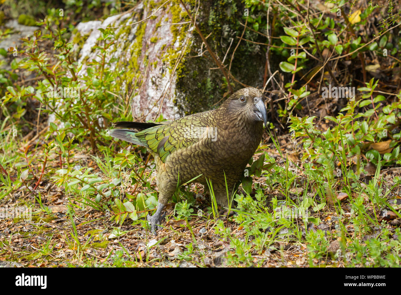 Kea Nestor notabilis, adulto, in habitat naturale, il lago Manapouri, Nuova Zelanda, Novembre Foto Stock