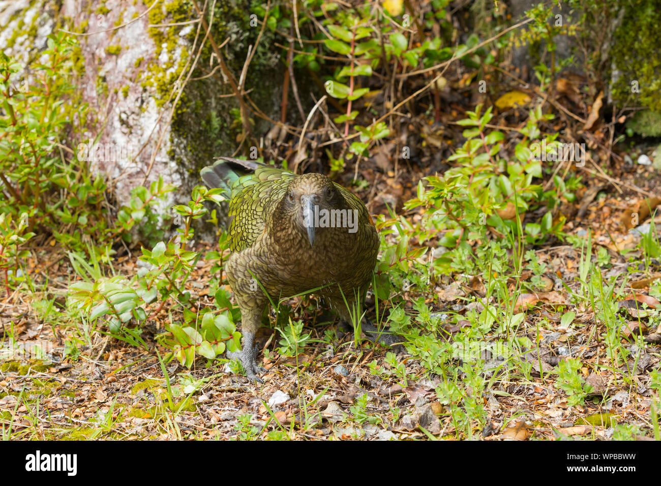 Kea Nestor notabilis, adulto, in habitat naturale, il lago Manapouri, Nuova Zelanda, Novembre Foto Stock