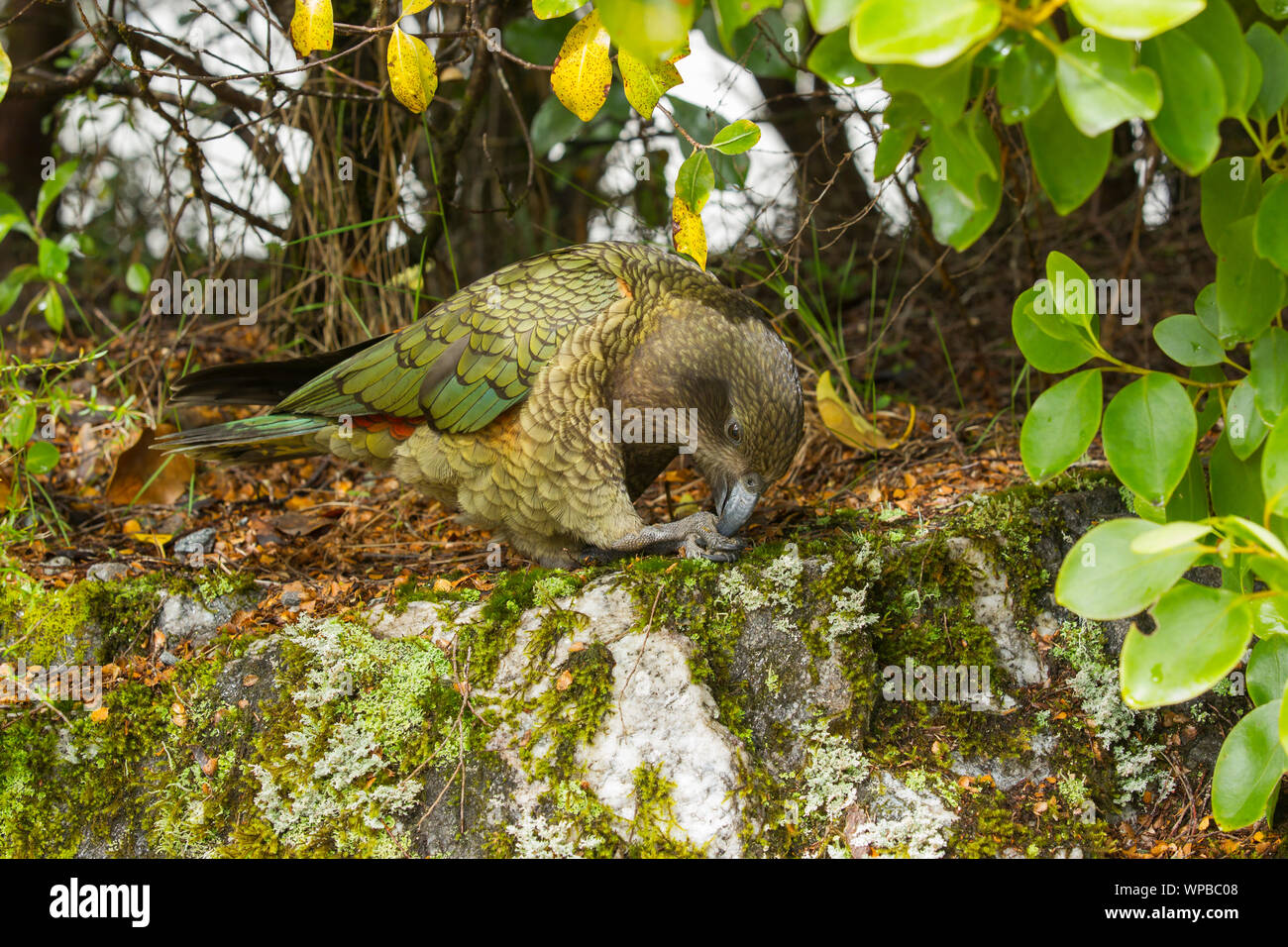 Kea Nestor notabilis, adulto, in habitat naturale, il lago Manapouri, Nuova Zelanda, Novembre Foto Stock