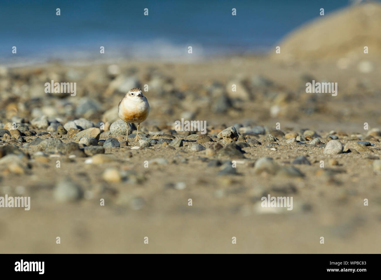 Nuova Zelanda dotterel Charadrius obscurus aquilonius, adulto, sul territorio di allevamento, Jackson's Bay, Coromandel, Nuova Zelanda, Novembre Foto Stock