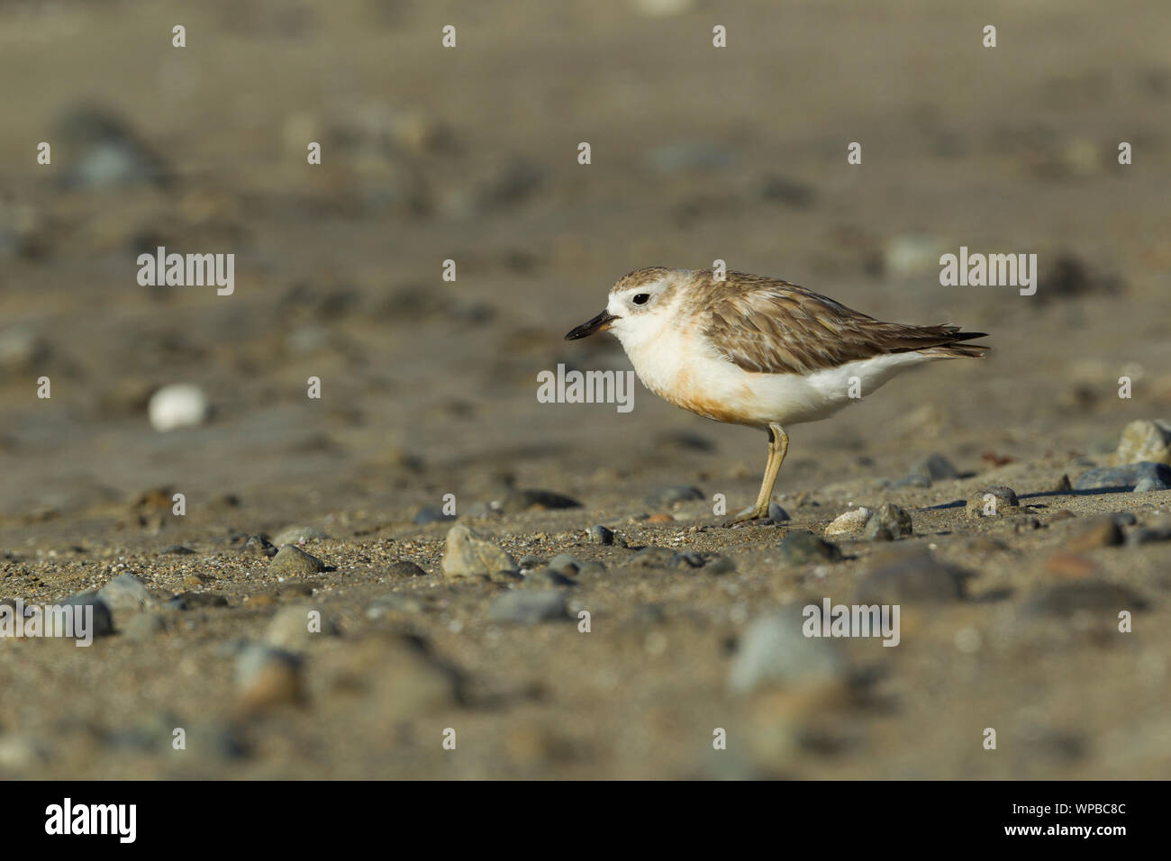 Nuova Zelanda dotterel Charadrius obscurus aquilonius, adulto, sul territorio di allevamento, Jackson's Bay, Coromandel, Nuova Zelanda, Novembre Foto Stock