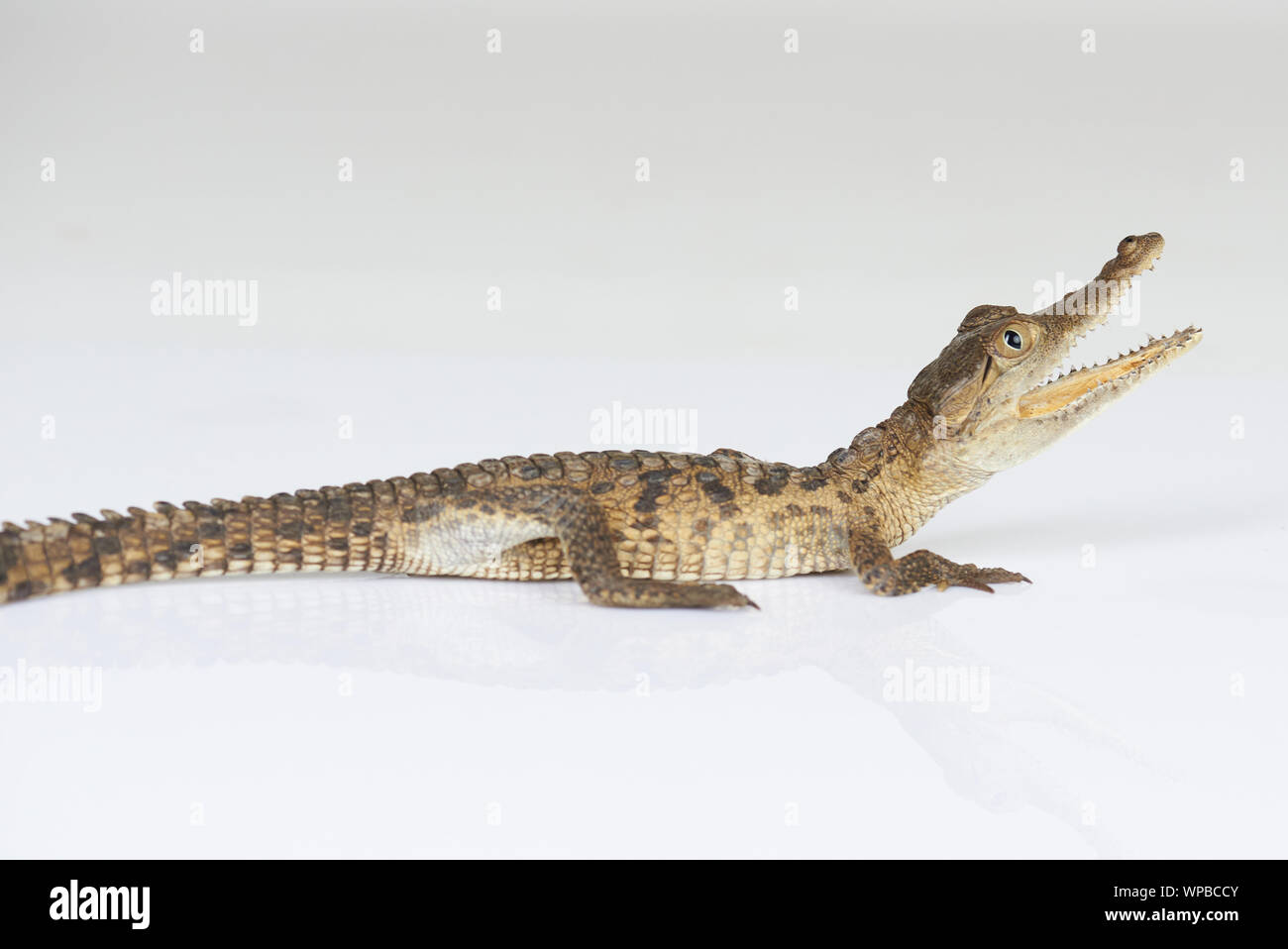 Vista di profilo di piccolo coccodrillo isolato su bianco di sfondo per studio Foto Stock