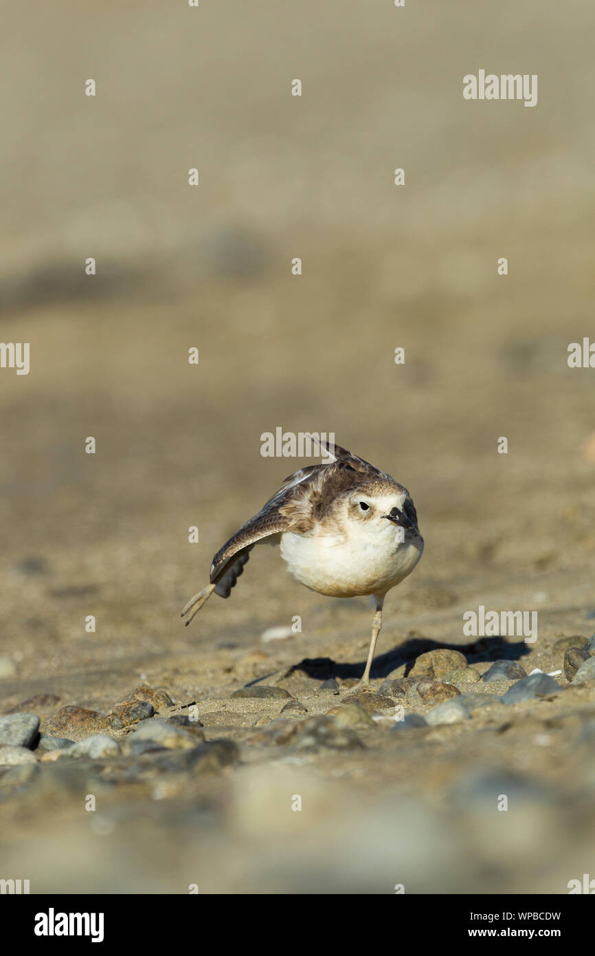 Nuova Zelanda dotterel Charadrius obscurus aquilonius, adulto, sul territorio di allevamento, Jackson's Bay, Coromandel, Nuova Zelanda, Novembre Foto Stock