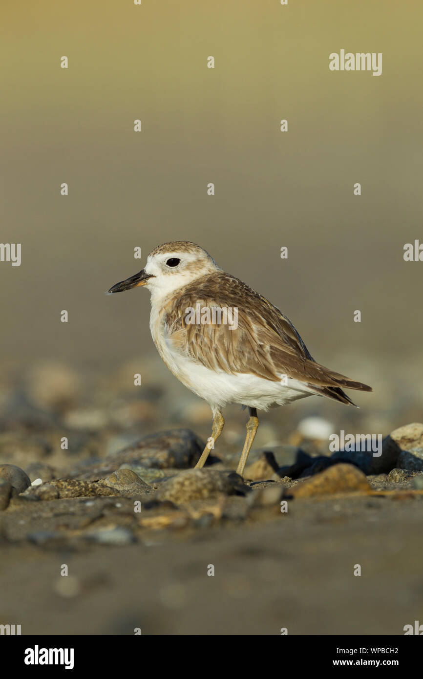 Nuova Zelanda dotterel Charadrius obscurus aquilonius, adulto, sul territorio di allevamento, Jackson's Bay, Coromandel, Nuova Zelanda, Novembre Foto Stock