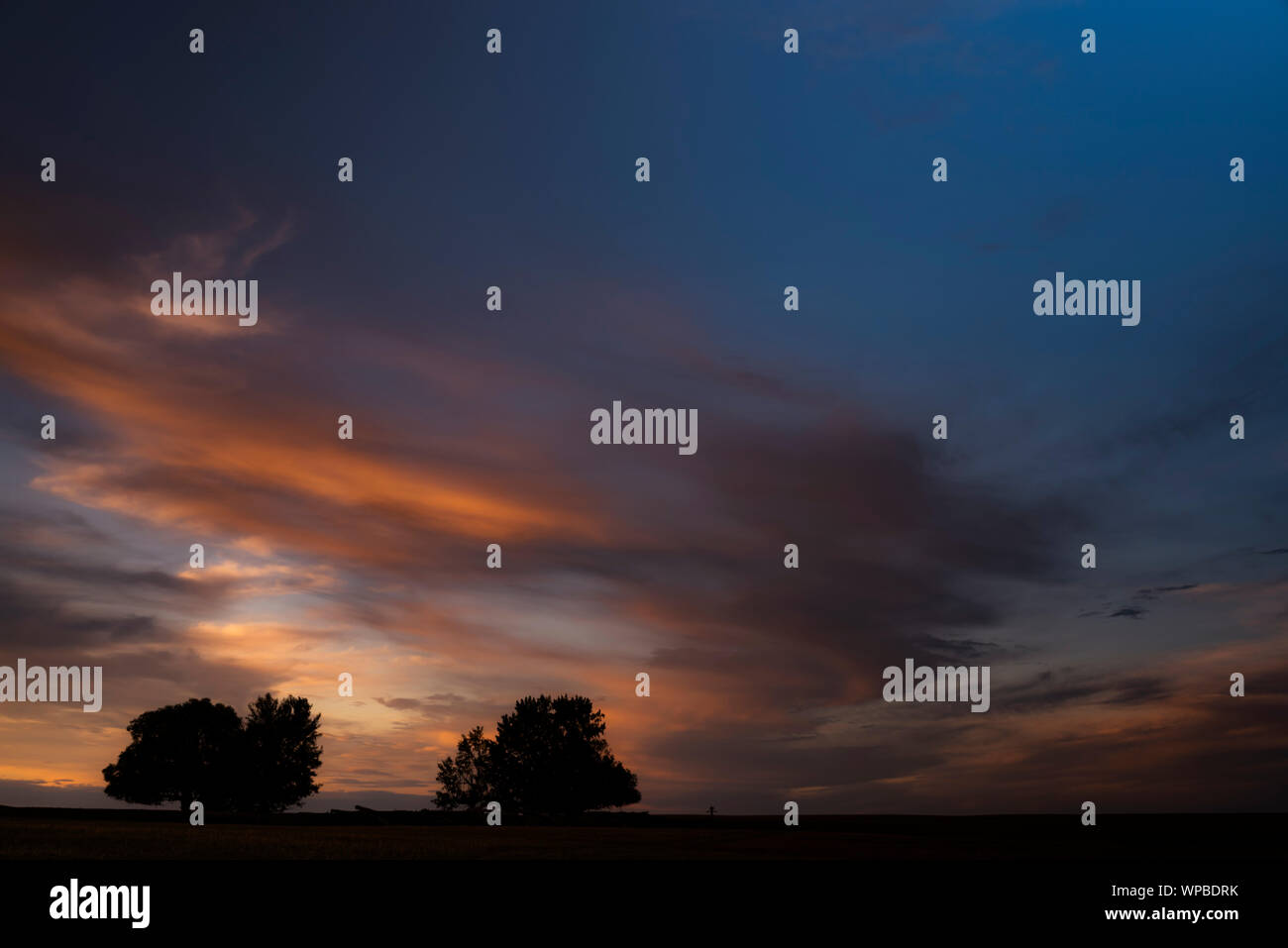 Stagliano alberi in un tramonto di sera. Prairie sky. Medicine Hat, Alberta, Canada. Foto Stock