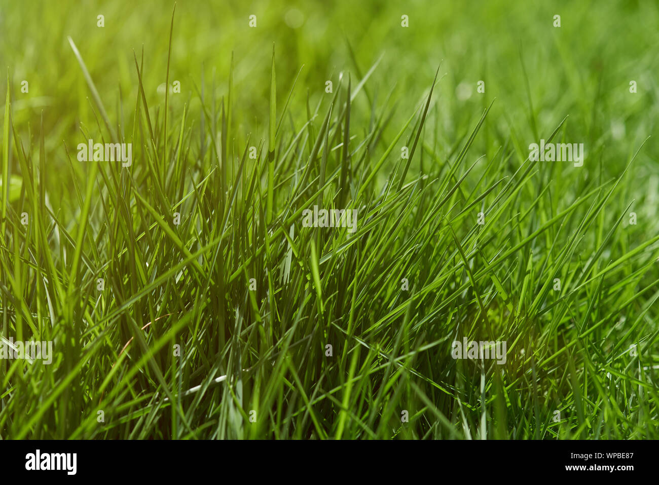 Erba verde sul prato vicino la vista sulla giornata di sole Foto Stock