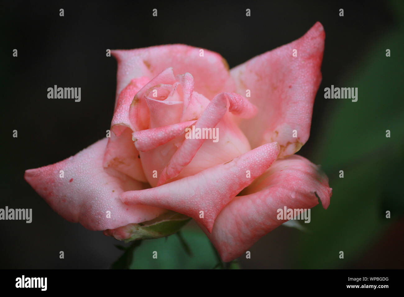 Hybrid Tea Rose Rosa 'rosa promessa" Foto Stock