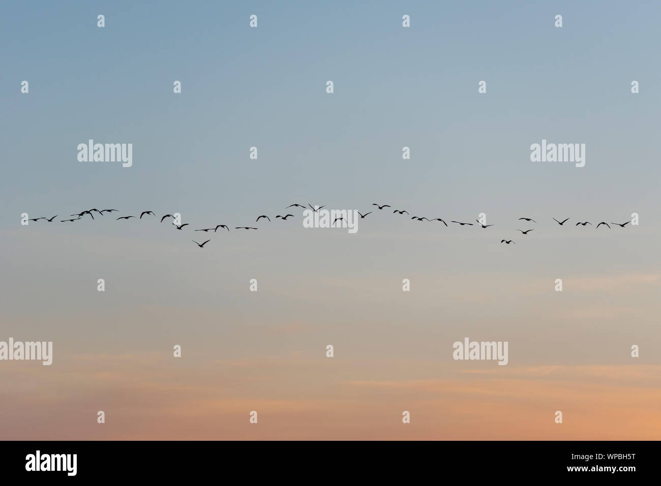 Gruppo di uccelli migratori battenti in autunno in Alba Foto Stock