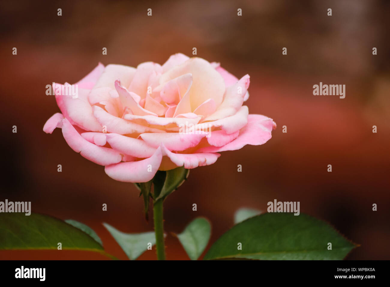 Rosa "' incontaminata - Hybrid Tea Rose Foto Stock