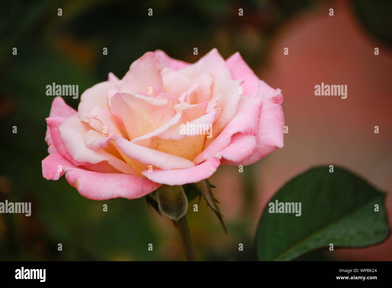 Rosa "' incontaminata - Hybrid Tea Rose Foto Stock