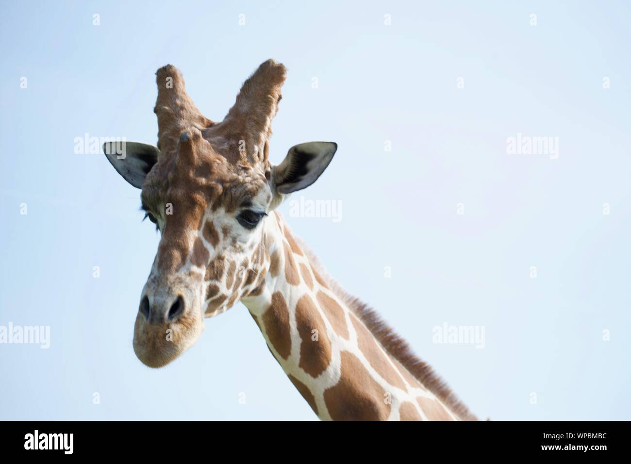 Le Giraffe reticolate a selvaggio in Cumberland Ohio. Altezza in piedi contro lo sfondo erboso e cielo blu. Ombre visibili sul terreno, verdi alberi Foto Stock
