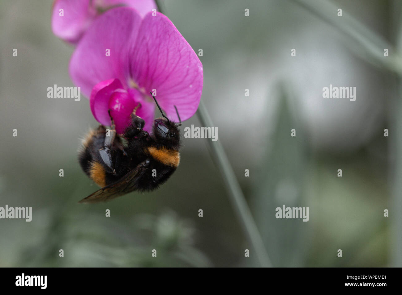Estate vibes con Bumble Bee seduto sul fiore viola Foto Stock
