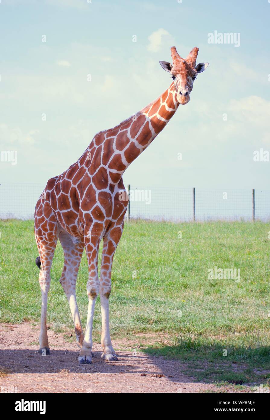 Le Giraffe reticolate a selvaggio in Cumberland Ohio. Altezza in piedi contro lo sfondo erboso e cielo blu. Ombre visibili sul terreno, verdi alberi Foto Stock